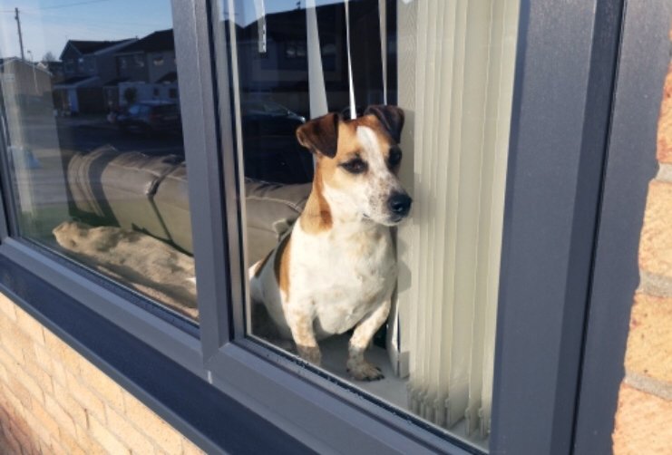 south Walse brewery dog jack russel