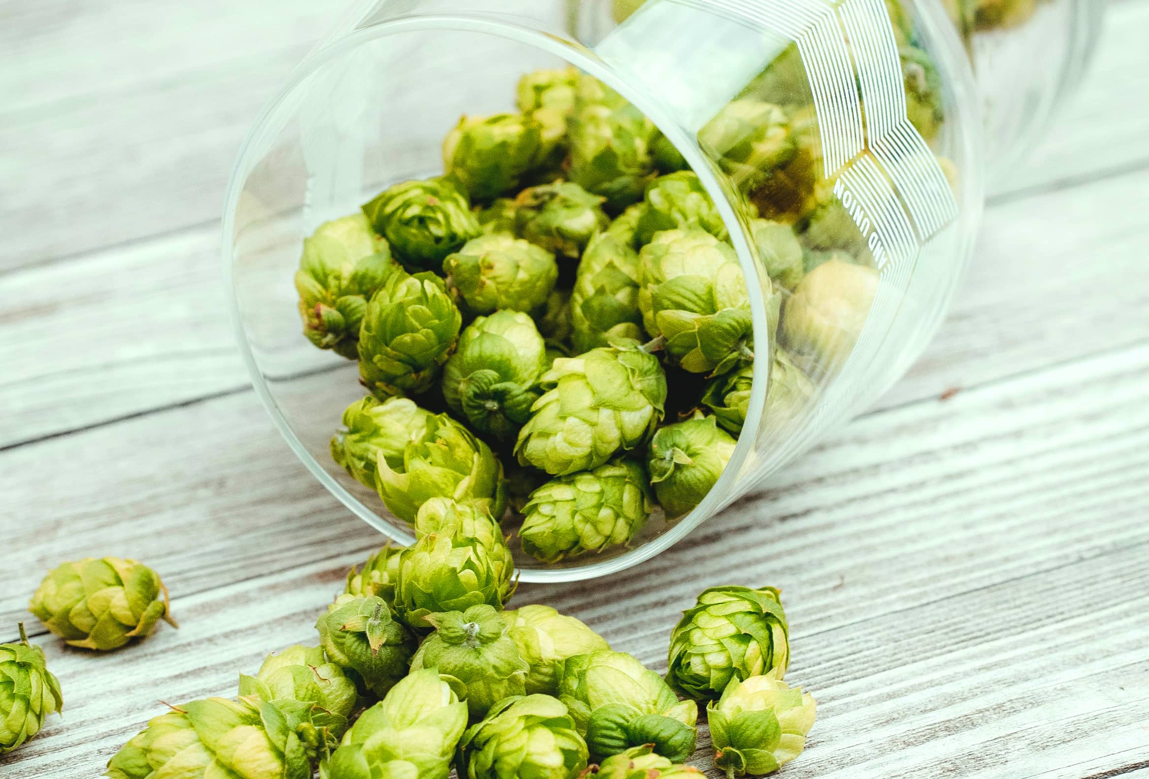 Glass of hops south wales brewery